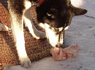 2003 schlittenhunde024.jpg
